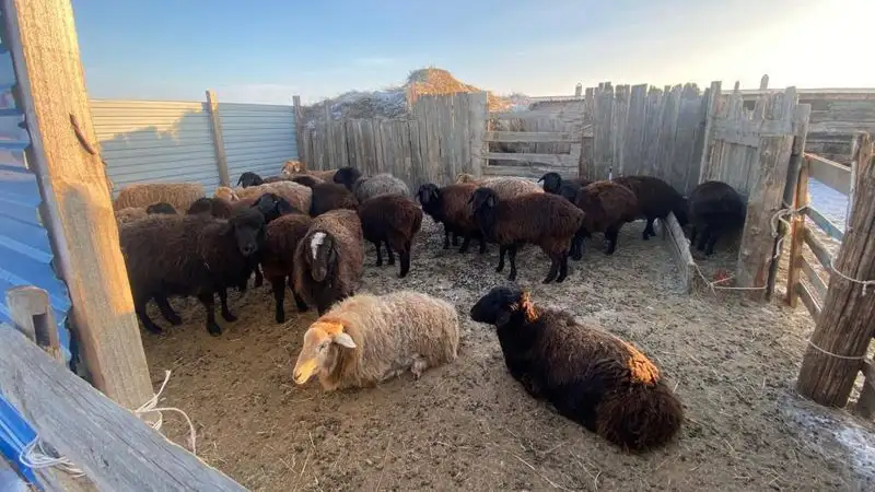 Отару овец похитили в Атырауской области