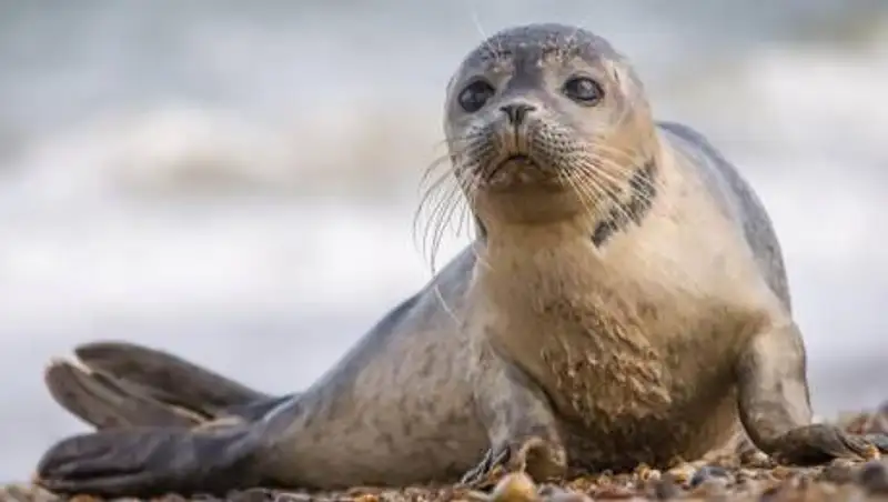Ученые назвали причину гибели тюленей на Каспии