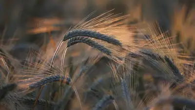 Зерновой альянс G7, фото - Новости Zakon.kz от 20.05.2022 01:39