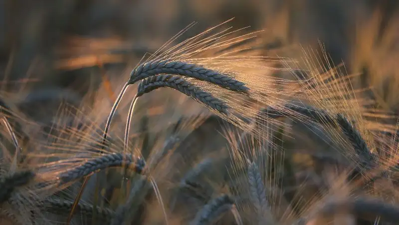 Страны G7 создают зерновой альянс