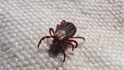 Шымкент клещи, фото - Новости Zakon.kz от 17.04.2022 14:18