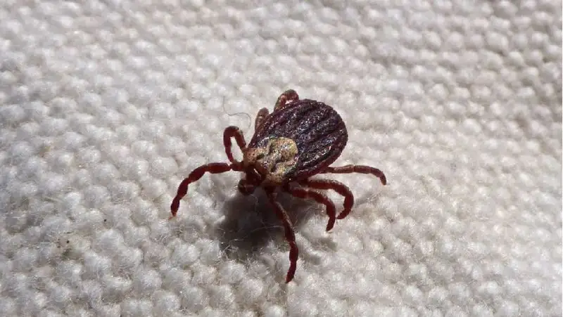 В Шымкенте выросло число пострадавших от клещей