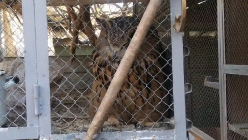 Краснокнижных птиц изъяли у приверженца деструктивно-религиозного течения