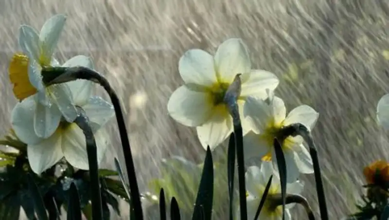 О, переменчивый апрель: синоптики РК снова прогнозируют пасмурную погоду и дожди