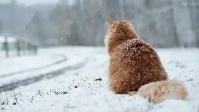 Zakon.kz, фото - Новости Zakon.kz от 12.01.2017 12:00