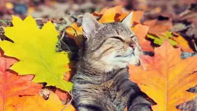 istock, фото - Новости Zakon.kz от 30.09.2020 16:59