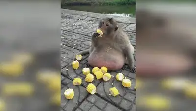 Zakon.kz, фото - Новости Zakon.kz от 28.04.2017 21:58