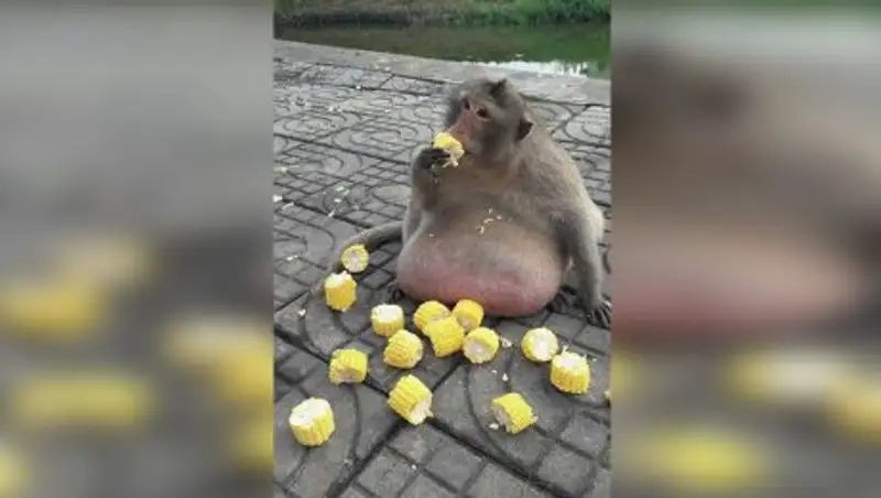 Самую толстую обезьянку Бангкока посадят на диету