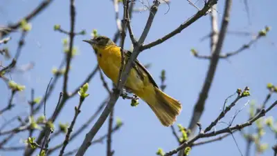 pxhere.com, фото - Новости Zakon.kz от 12.04.2019 09:06