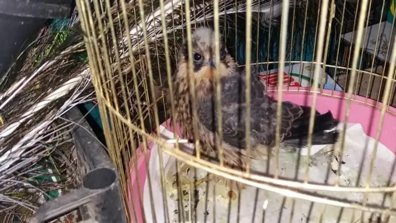 Жители Караганды спасли раненых диких птиц, фото - Новости Zakon.kz от 16.08.2023 11:29