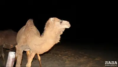 Zakon.kz, фото - Новости Zakon.kz от 16.11.2015 21:12