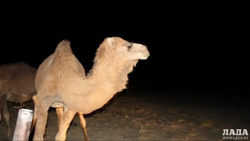 Трое пассажиров иномарки получили травмы в результате столкновения с верблюдом в Мангистау