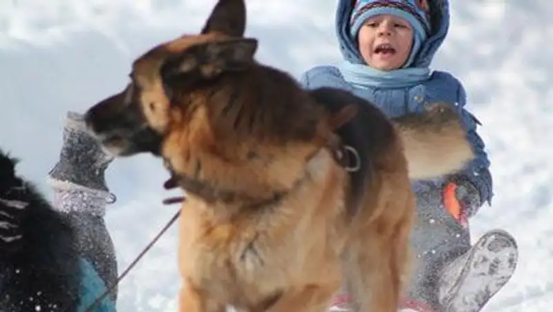 В Усть-Каменогорске прошли соревнования по гонкам на собачьих упряжках