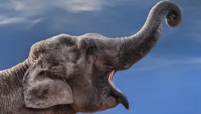 Web-Zoopark.Ru, фото - Новости Zakon.kz от 21.06.2019 17:03