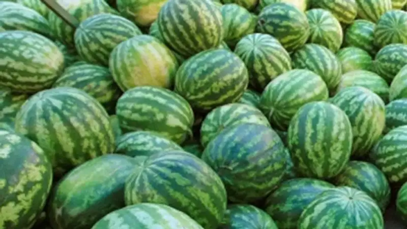 Крупную партию арбузов из Казахстана запретили ввозить в Россию