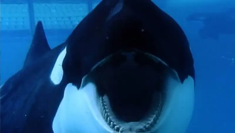 Косатки растерзали дельфина на глазах у ученых