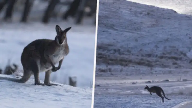 Снег выпал в Австралии впервые за 15 лет