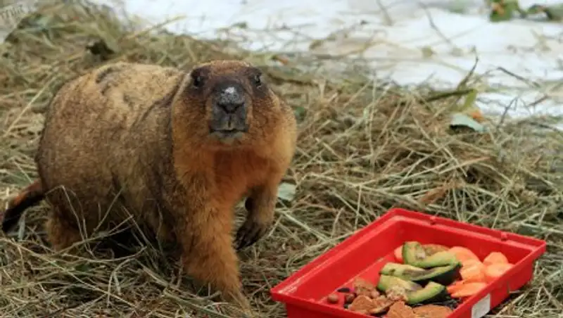 День сурка 2 февраля: фильм и традиции праздника