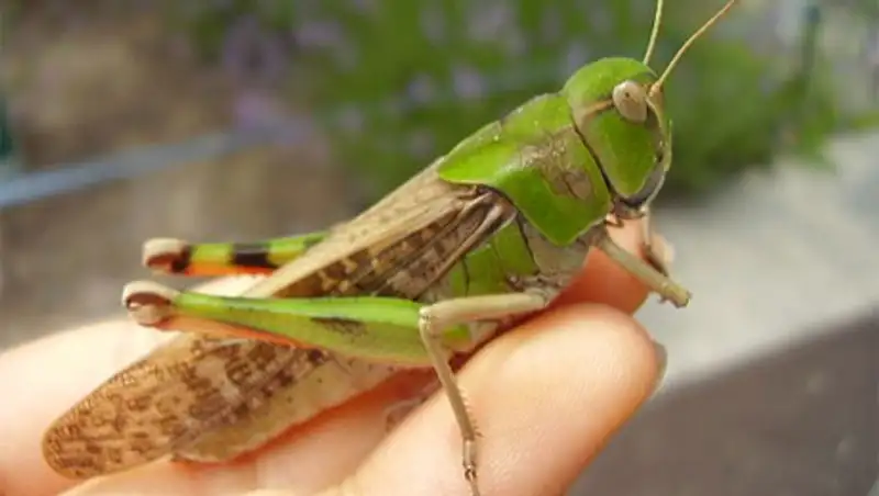 В Костанайской области заповедники могут стать местом распространения саранчи