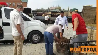 Zakon.kz, фото - Новости Zakon.kz от 01.09.2017 14:04