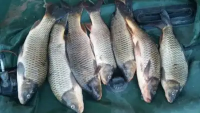 Zakon.kz, фото - Новости Zakon.kz от 03.05.2017 20:22