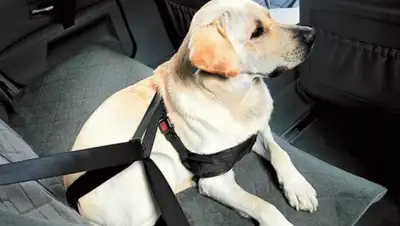 Zakon.kz, фото - Новости Zakon.kz от 14.03.2016 23:51