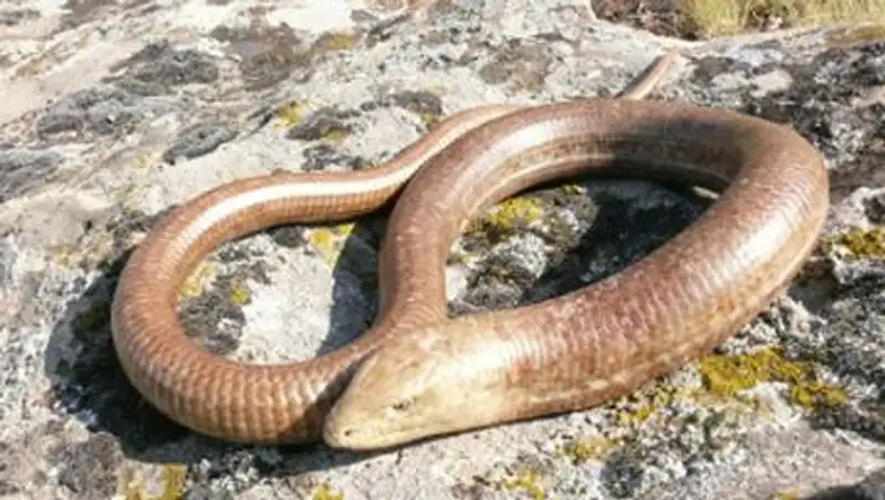 Редких казахстанских рептилий пытались продать в китайские столовые