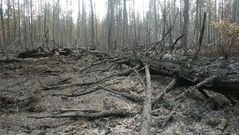 При тушении природного пожара в Жамбылской области погибли 2 сотрудника по охране лесов