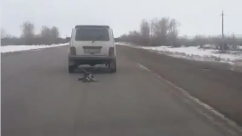 Водитель, привязавший собаку к машине, установлен