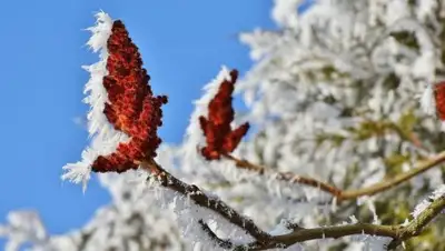 pxhere.com, фото - Новости Zakon.kz от 31.01.2019 18:30