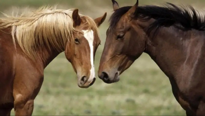 А&#1179;су ауылды&#1179; айма&#1171;ыны&#1187; т&#1201;р&#1171;ыны ауылдасыны&#1187; жыл&#1179;ыларын пыша&#1179;пен жара&#1179;атта&#1171;ан