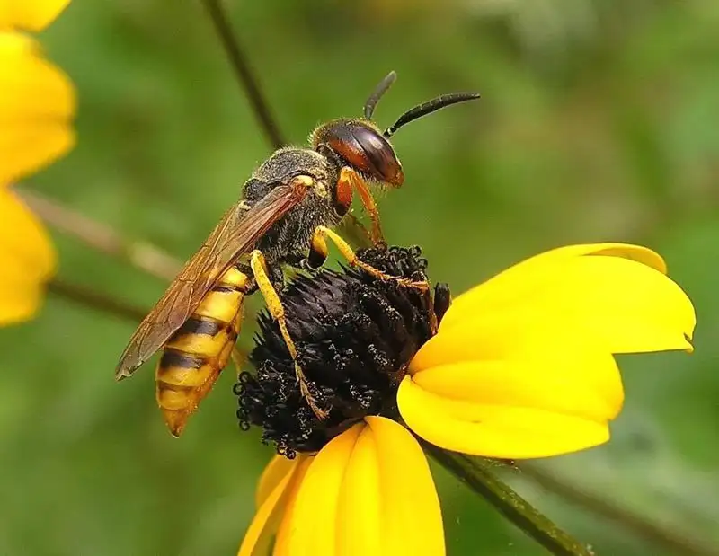 пчела , фото - Новости Zakon.kz от 31.03.2023 10:32