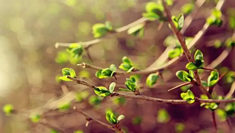 Ясную погоду прогнозируют синоптики в понедельник
