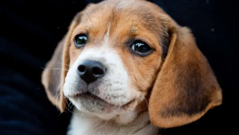 В Алматинской области полиция разыскивает мужчин, которые заживо сожгли щенка