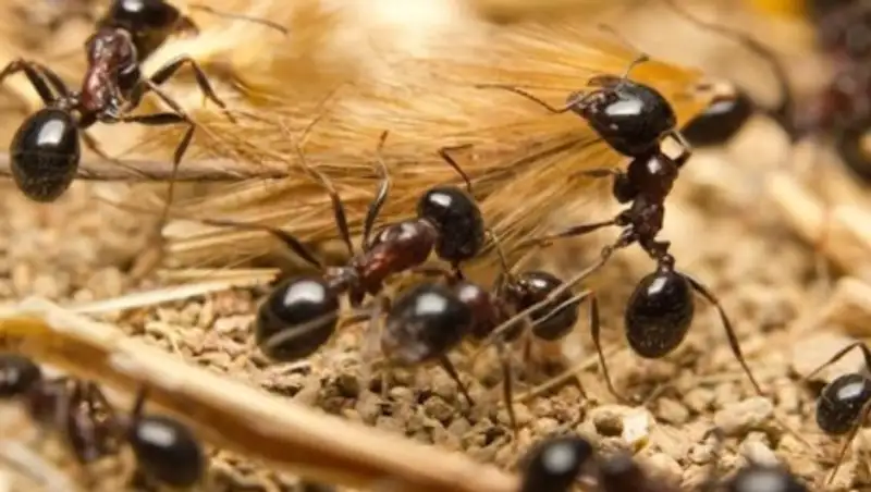 Австралиец прожил шесть дней, питаясь муравьями