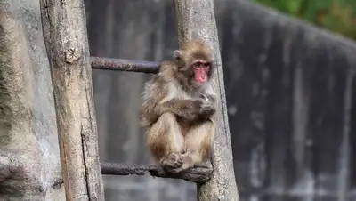 В Японии вынуждены отстреливать, фото - Новости Zakon.kz от 29.07.2022 23:27