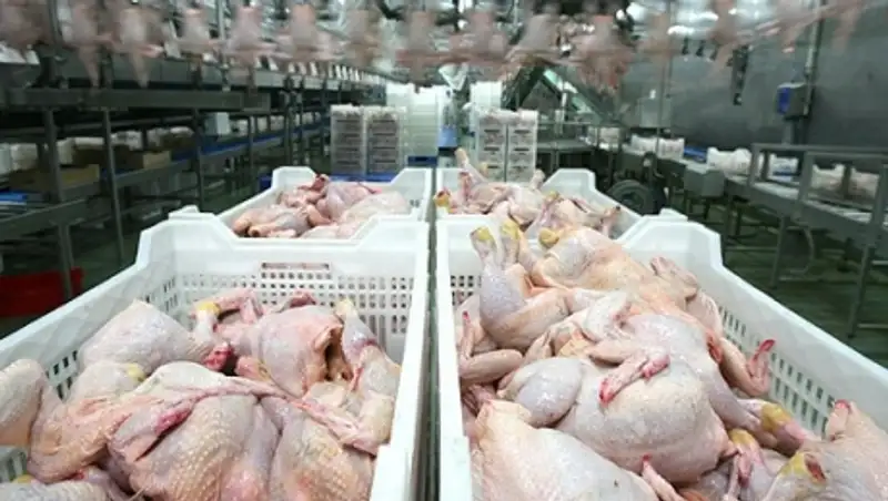 &#1178;аза&#1179;станда 2016 жылы &#1179;&#1201;с еті &#1257;ндірісі 196 мы&#1187; тонна&#1171;а дейін артады