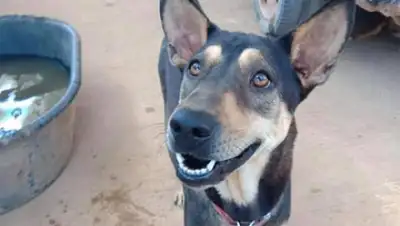 Matty Miles, фото - Новости Zakon.kz от 24.03.2019 09:59