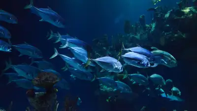 Pixabay, фото - Новости Zakon.kz от 18.08.2020 10:24