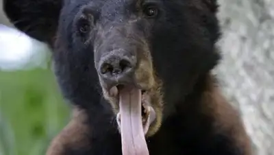 Zakon.kz, фото - Новости Zakon.kz от 20.06.2016 20:48