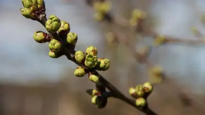 почки на деревьях , фото - Новости Zakon.kz от 31.03.2022 15:04