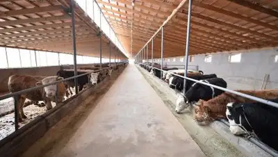 Самат Мырзалиев, фото - Новости Zakon.kz от 30.11.2017 16:24