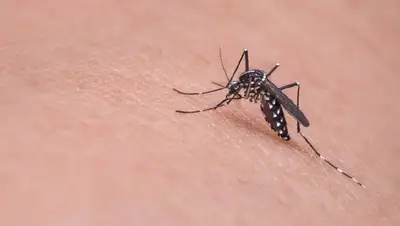 кого кусают комары, фото - Новости Zakon.kz от 17.07.2022 06:45
