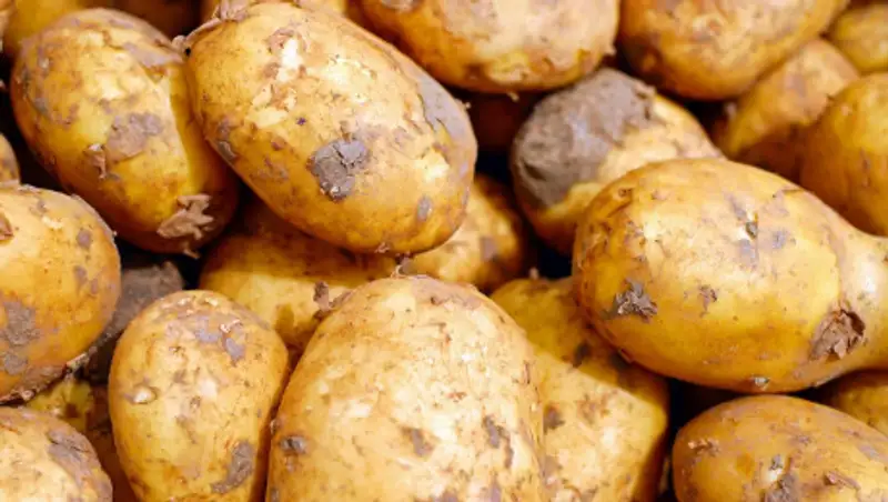 В СКО аким отправила учителей на уборку урожая