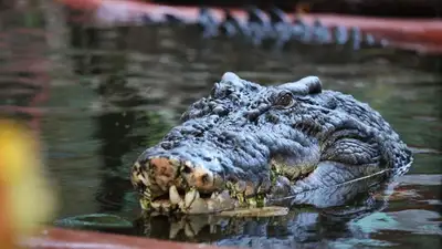 самый большой крокодил, фото - Новости Zakon.kz от 06.06.2023 13:56