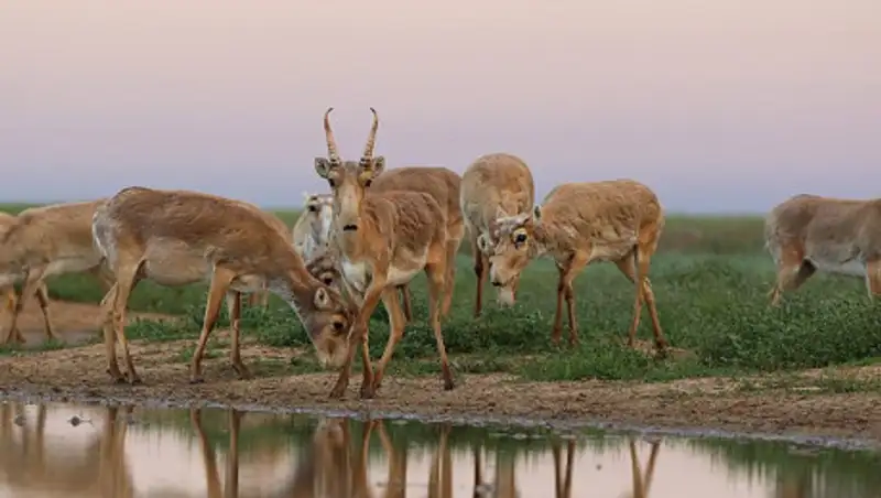 В Актюбинской области за месяц браконьеры убили 19 сайгаков