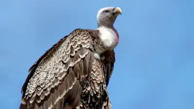 Pixabay, фото - Новости Zakon.kz от 22.06.2019 08:28