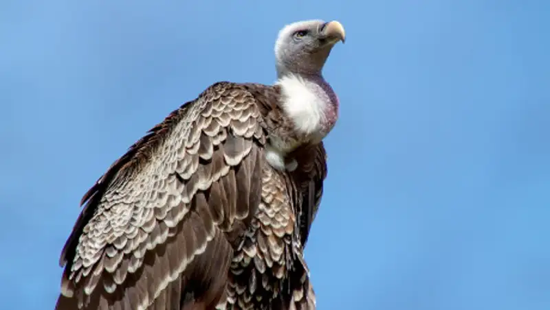 Более 500 грифов умерли после того, как съели отравленных слонов