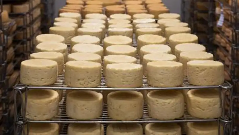 Врач рассказала о вреде и пользе сыра