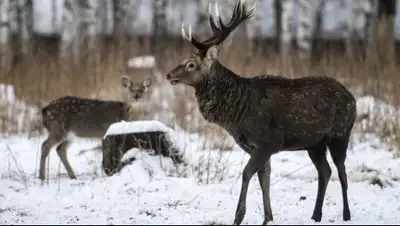 РИА Новости, фото - Новости Zakon.kz от 03.12.2017 23:24